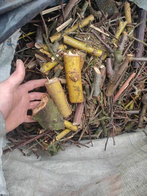 Wypożyczalnia sprzętu budowlanego i ogrodniczego