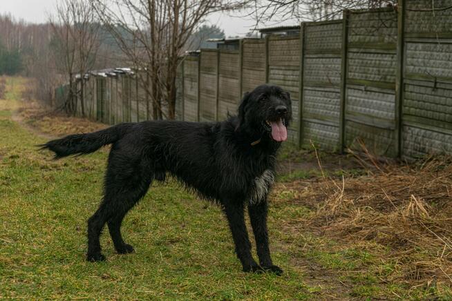 FADO - piękny pies w typie wyżła szuka domu !!