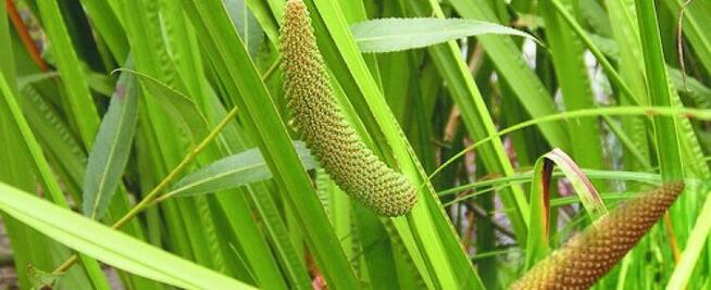 Sprzedaż hurtowa Tatarak od producenta po optymalnych cenach