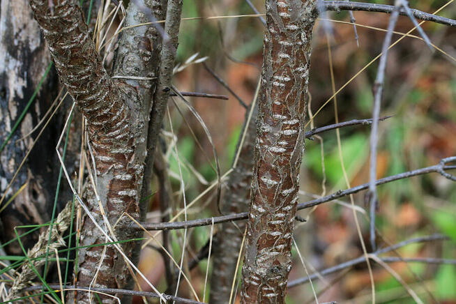 Sprzedaż hurtowa Kora kruszyny od producenta