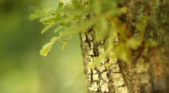 Sprzedaż hurtowa Kora dębu od producenta