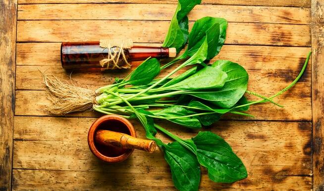 Sprzedaż hurtowa Babka szerokolistna od producenta