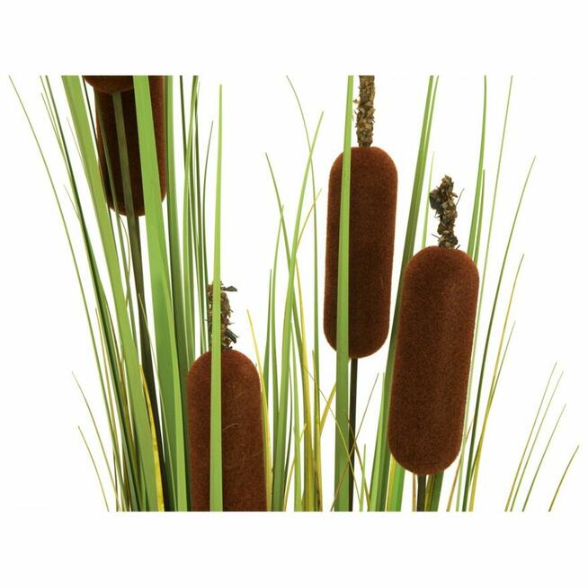 Sprzedaż hurtowa Tatarak od producenta po optymalnych cenach