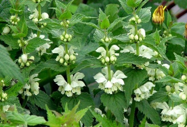 Sprzedaż hurtowa Pokrzywa od producenta