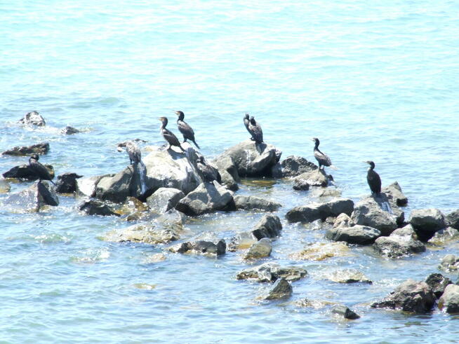 Tanie taxi z lotniska Burgas transfery do kurortów