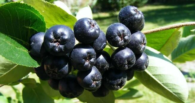 Sprzedaż hurtowa Aronia od producenta po optymalnych cenach