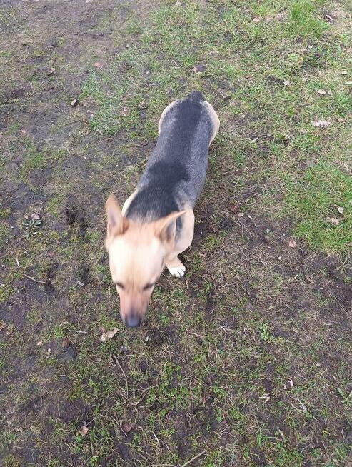 Alarm!! ok.2 let Max mA 3 dni na znalezienie domu Bezd.szuk.