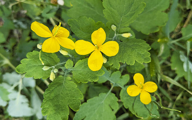 Sprzedaż hurtowa Glistnik od producenta