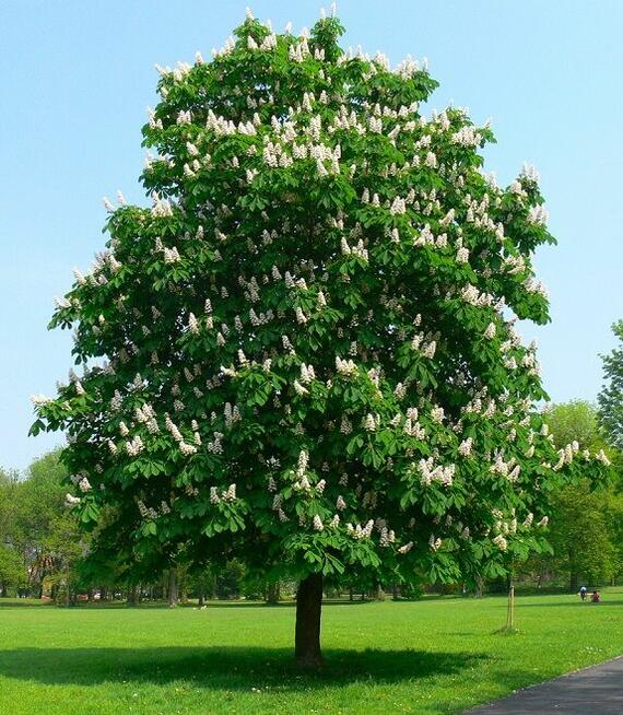 Sprzedaż hurtowa Owoce kasztanowca od producenta