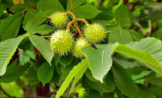 Sprzedaż hurtowa Owoce kasztanowca od producenta