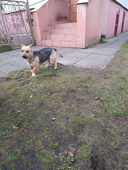 Alarm!! ok.2 let Max mA 3 dni na znalezienie domu Bezd.szuk.