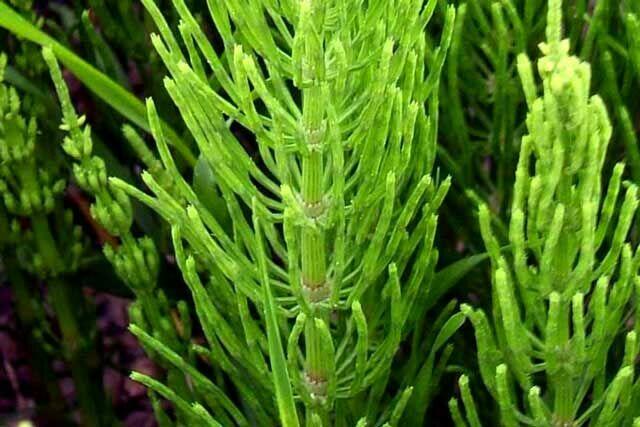 Sprzedaż hurtowa Skrzyp ziele od producenta