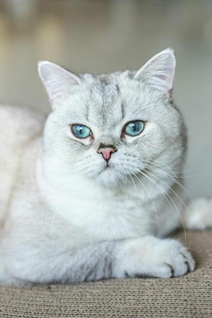 Kot Brytyjski Reproduktor usługa krycia