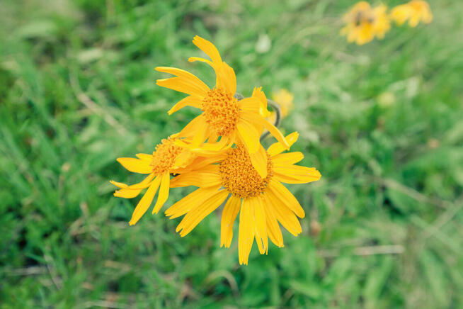 Sprzedaż hurtowa Arnika od producenta po optymalnych cenach