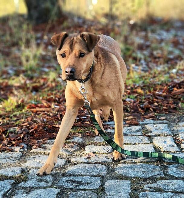 Barney szuka wyjątkowego domu!