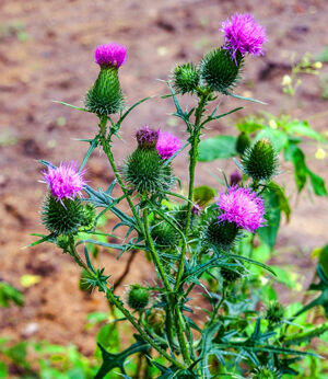 Sprzedaż hurtowa Ostropest od producenta