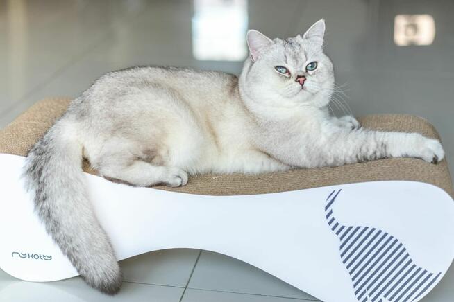 Kot Brytyjski Reproduktor usługa krycia