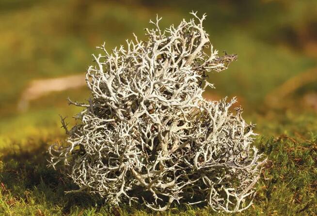 Sprzedaż hurtowa Porost Islandzki od producenta