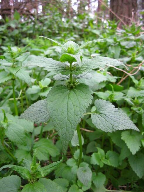 Sprzedaż hurtowa Pokrzywa od producenta