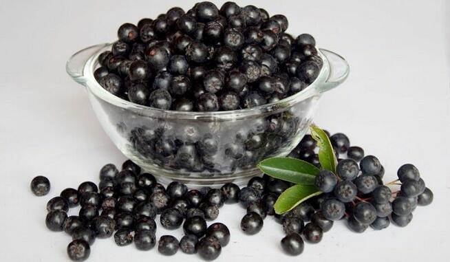 Sprzedaż hurtowa Aronia od producenta po optymalnych cenach