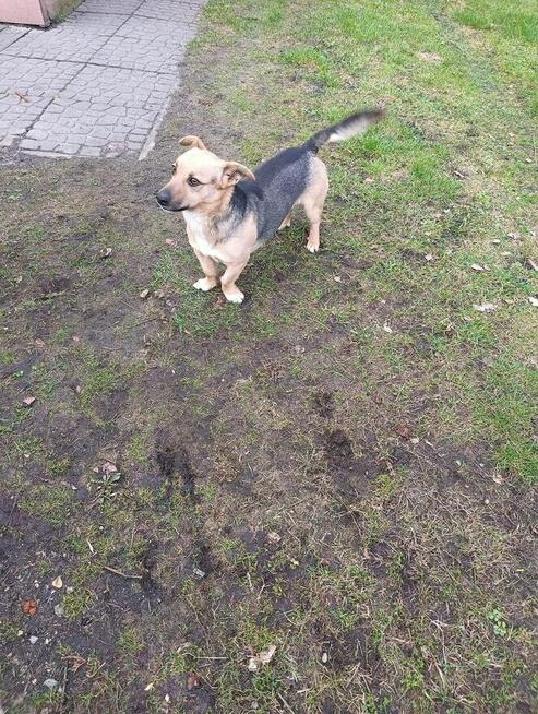 Alarm!! ok.2 let Max mA 3 dni na znalezienie domu Bezd.szuk.