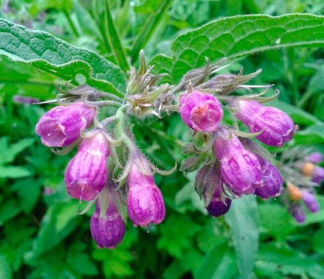 Sprzedaż hurtowa Korzeń żywokostu od producenta