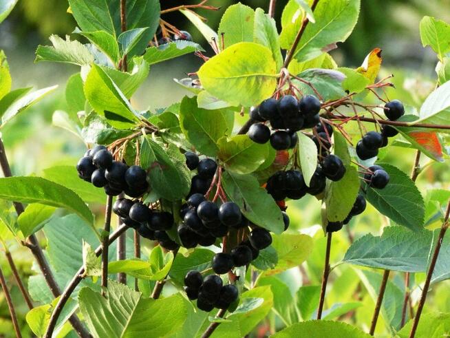 Sprzedaż hurtowa Aronia od producenta po optymalnych cenach