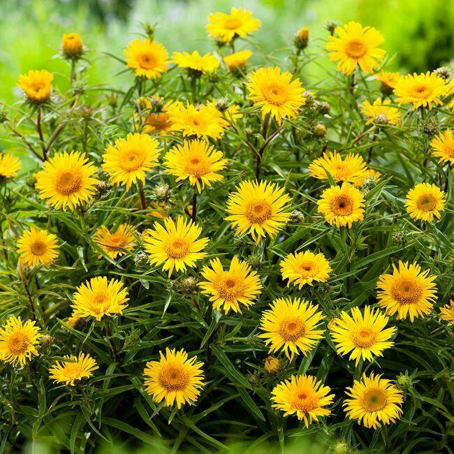 Sprzedaż hurtowa Korzeń omanu od producenta