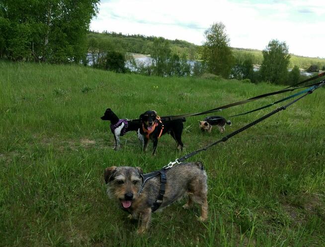 Hotel dla psów Aport Santocko Lubuskie Gorzów Wlkp.