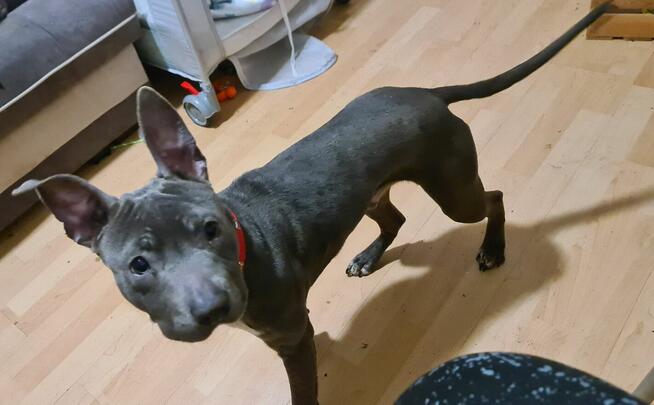 Oddam psa rasy amstaff