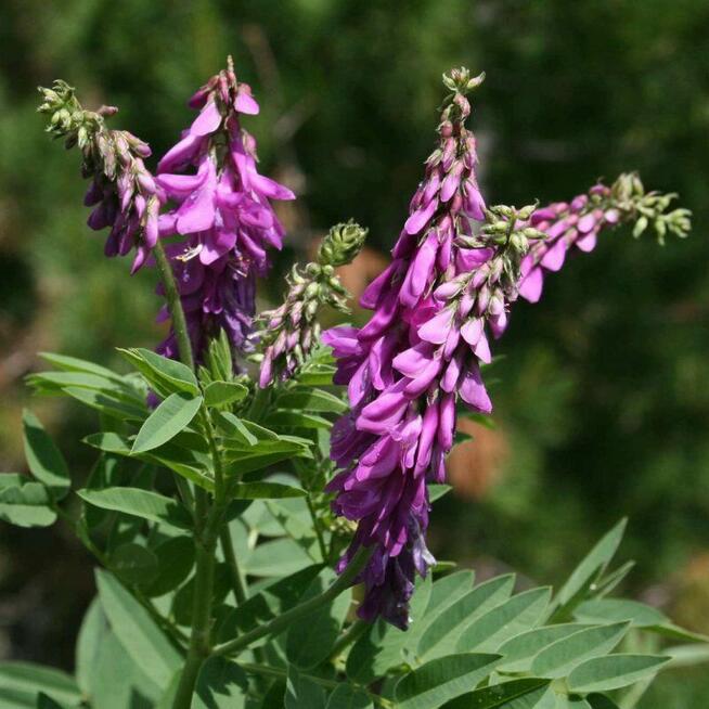 Sprzedaż hurtowa Korzeń lukrecji od producenta