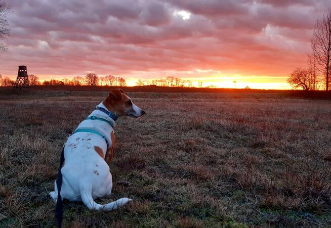 Hotel dla psów Aport Santocko Lubuskie Gorzów Wlkp.