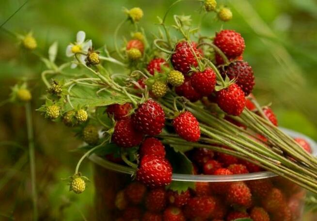 Sprzedaż hurtowa Poziomka pospolita od producenta