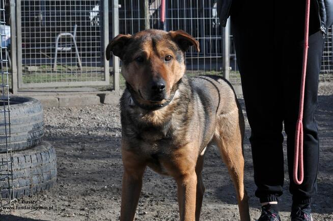 Daster- Uroczy pieszczoch czeka na swój nowy, wymarzony dome