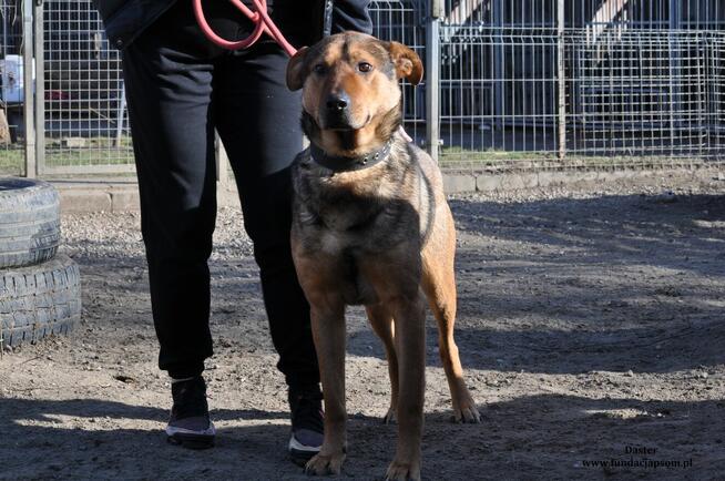 Daster- Uroczy pieszczoch czeka na swój nowy, wymarzony dome