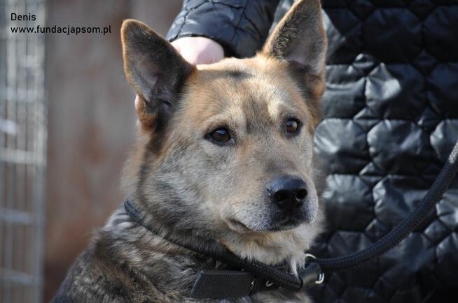 Denis - spokojny kawaler szuka kochającego domu