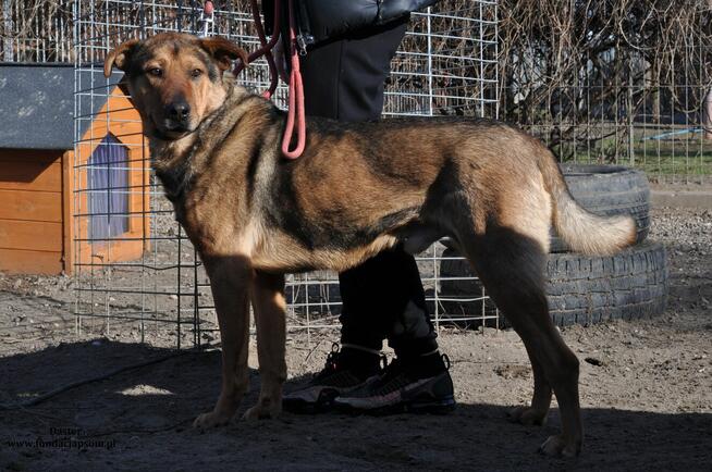 Daster- Uroczy pieszczoch czeka na swój nowy, wymarzony dome