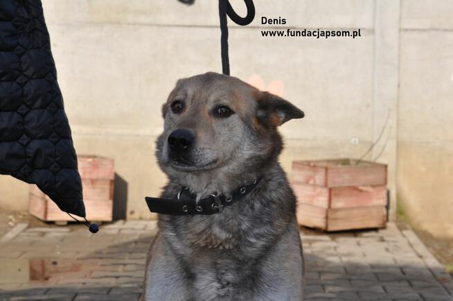 Denis - spokojny kawaler szuka kochającego domu