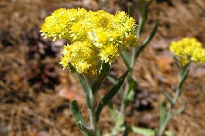 Sprzedaż hurtowa Kminek kwiat od producenta
