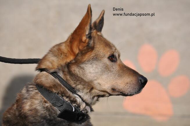 Denis - spokojny kawaler szuka kochającego domu