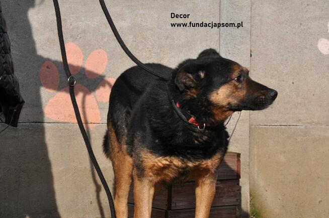 Dekor - uroczy, spokojny psiak szuka domu