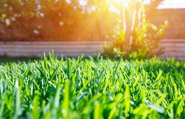 MIESZANKA DO PIASKOWANIA TRAWNIKA 25kg!