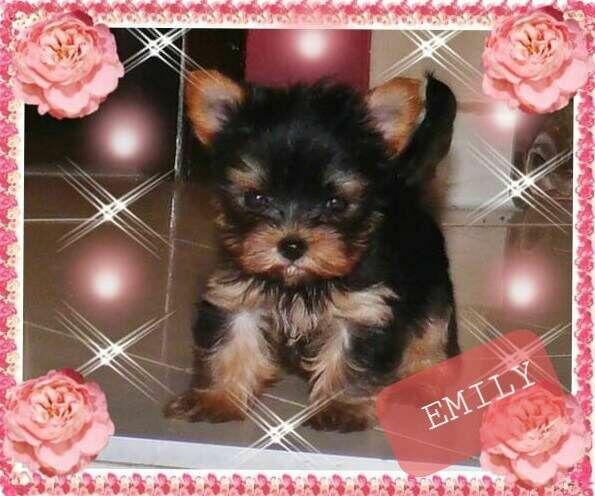 York, Yorkshire Terrier!Elitarne MICRO Cudeńko XXXS dla VIPów