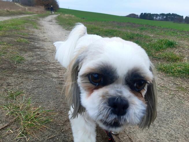 Hotel dla psów Aport Santocko Lubuskie Gorzów Wlkp.