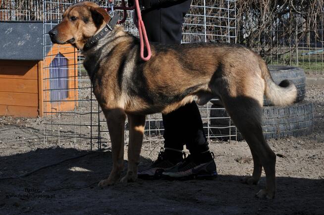 Daster- Uroczy pieszczoch czeka na swój nowy, wymarzony dome