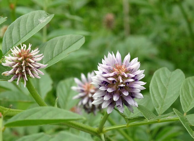 Sprzedaż hurtowa Korzeń lukrecji od producenta