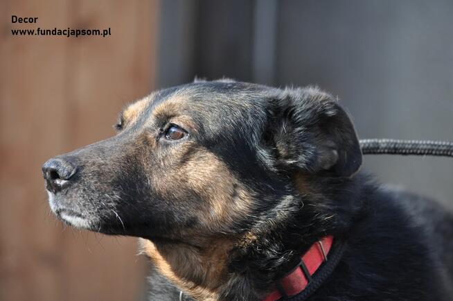 Dekor - uroczy, spokojny psiak szuka domu