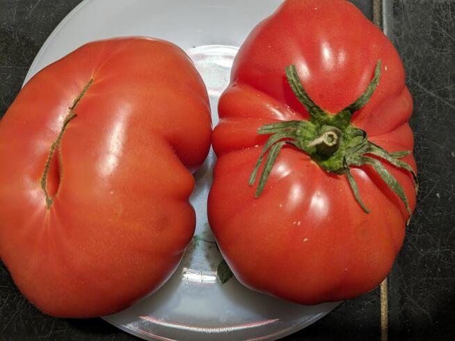 Pomidor San Marzano 3 na przetwory nasiona do kolekcji