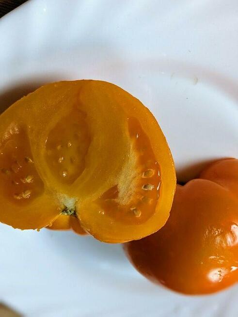 Pomidor San Marzano 3 na przetwory nasiona do kolekcji