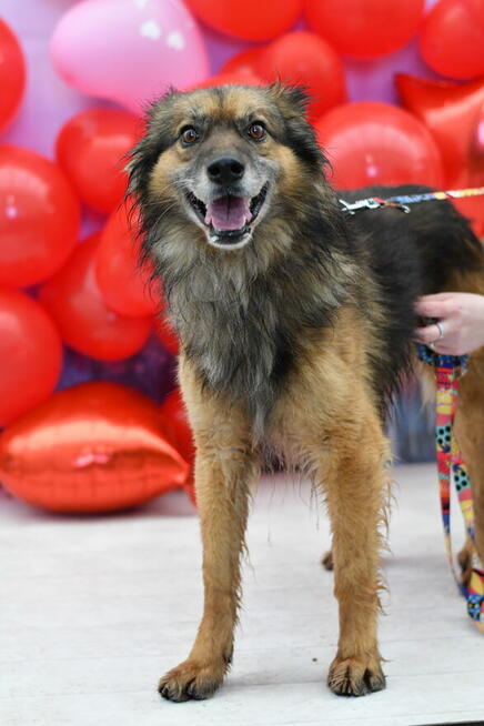 Nieśmiały Brego szuka domu pełnego miłości!